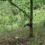 Coppia di ghiandaie - Foto p.g.c. Arca del Re Cit